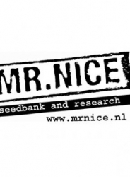 Mr. Nice Seeds Angel's Breathe 18 ks
