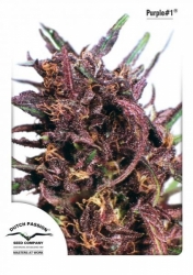 Semena konopí -  Purple 1 