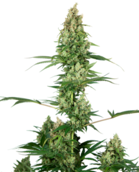 Sensi Seeds Silver Fire