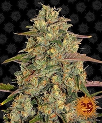 Amnesia Lemon™ Fem