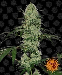 Tangerine Dream Auto™