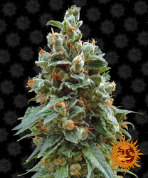 Vanilla Kush™