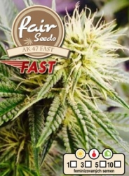 Fair Seeds AK 47 Fast