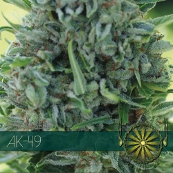 AK-49