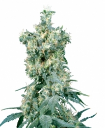 Semena konopí  Sensi Seeds   American Dream 10 ks