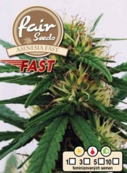 Fair Seeds Amnesia Fast 