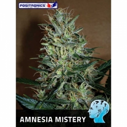 AMNESIA MISTERY