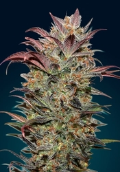 Auto Chocolate Cream