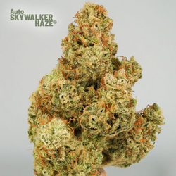 Auto Skywalker Haze®