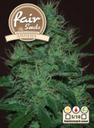 Fair Seeds Auto Amnesia 