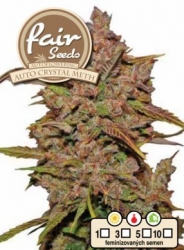 Fair Seeds Auto Crystal Meth