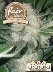 Fair Seeds Auto Grapefruit 