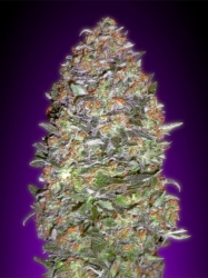 AUTO NYC DIESEL