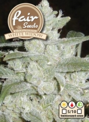 Fair Seeds Auto White Widow 