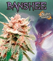 BANSHEE AUTO