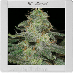 BC Diesel 