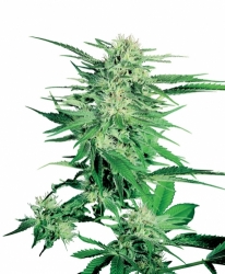 Semena konopí  Sensi Seeds   Big Bud