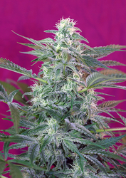  Sweet Seeds   Big Foot 
