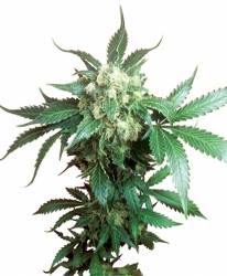 Semena konopí  Sensi Seeds   Black Domina 10ks 