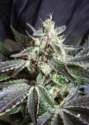 Semena konopí  Sweet Seeds   Black Jack