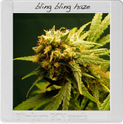 Bling Bling Haze