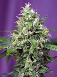 Blow Mind Auto®