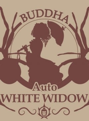 Buddha Auto White Widow 