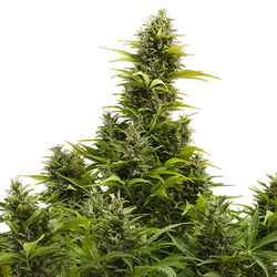 Medikit CBD Auto