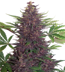 Semena konopí  Purple Kush   Autoflowering 