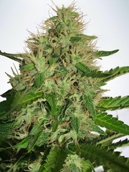 Cannabis Light Fem.