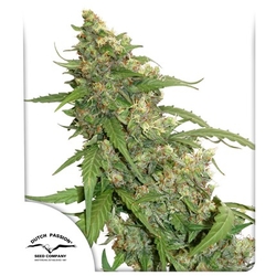 CBD Auto Compassion Lime® 