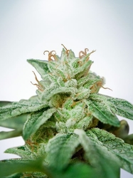 CBD Star Fem.