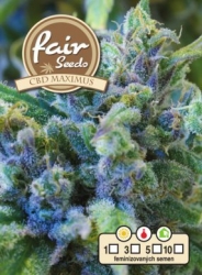 Fair Seeds CBD Maximus 