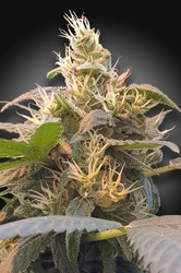 Paradise Seeds CBDenergy