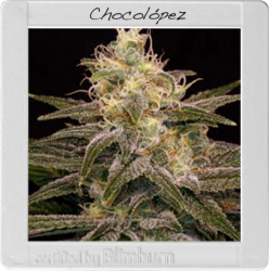 Chocolopez 