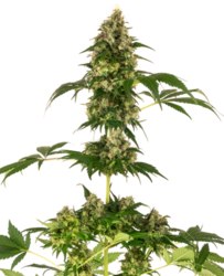 Sensi Seeds Cobalt Haze feminized