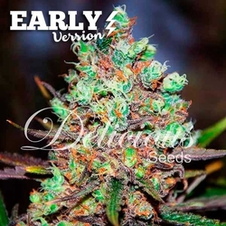 COTTON CANDY KUSH EARLY VERSION ®