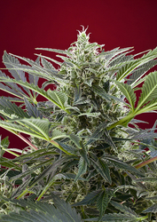 Semena konopí  Sweet Seeds   Cream 47 