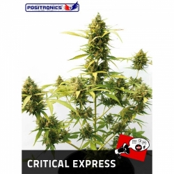 CRITICAL EXPRESS AUTO