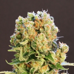 Diesel Glue 