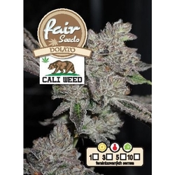 Fair Seeds Dolato