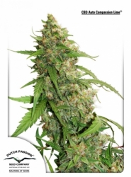 CBD Auto Compassion Lime® fem. auto