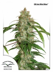 CBD Auto White Widow® 