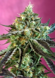 Sweet Nurse Auto CBD®