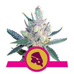 Royal Cheese (Fast Flowering)