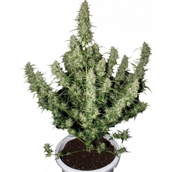 Semena konopí  Magnum   Autoflowering