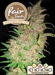 Fair Seeds Auto Big Evil XXL 