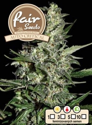 Fair Seeds Auto Critical 