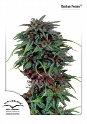 Semena konopí -  Durban Poison ®