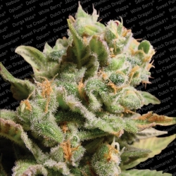 Semena konopí   Paradise Seeds   Dutch Dragon